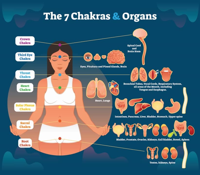 chakras et organes